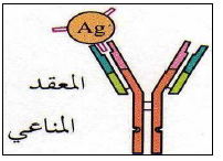 الملخص المعقد المناعي